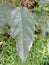 Ficus variegata Leaf