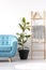 Ficus between wooden ladder and blue sofa in modern living room