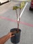 Fiddle fig tree dying leaf curling rescue