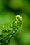 Fiddle head fern in spring