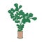 Fiddle-leaf fig or Ficus lyrata growing in pot. Decorative houseplant with green leaves in planter. Beautiful potted