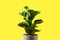 A Fiddle Leaf Fig or Ficus lyrata with large, green, shiny leaves planted isolated on yellow background. Home gardening. Banner