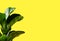 A Fiddle Leaf Fig or Ficus lyrata with large, green, shiny leaves planted isolated on yellow background. Home gardening. Banner