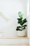 Fiddle leaf fig, Ficus lyrata, plant in circle white pot and place at the Corner of stair or ladder for decorate home or room. And