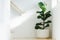 Fiddle leaf fig, Ficus lyrata, plant in circle white pot and place at the Corner of stair or ladder for decorate home or room. And