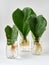 Fiddle Leaf Fig Propagation in Water by Cuttings with Reuse Plastic Bottle