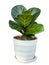 Fiddle-leaf fig in white pot with clipping path isolated on white background.