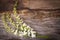 Fiddle Wood flower on wooden background.