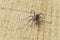 Fiddleback spider, Violin spider or Brown hermit spider Loxosceles reclusa. Poisonous arthropod on a wooden surface.