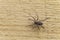 Fiddleback spider, Violin spider or Brown hermit spider Loxosceles reclusa. Poisonous arthropod on a wooden surface.
