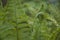 Fiddlehead of a fern