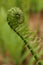 Fiddlehead Fern