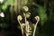 Fiddlehead fern