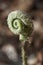 Fiddlehead Fern