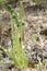 Fiddlehead Fern