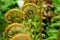 Fiddlehead fern