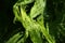 Fiddlehead fern/ Bright green leaf of an apornica arum on a dark background