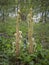 Fiddlehead Ferns in a Forest