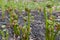 Fiddlehead Ferns in Garden.