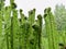 Fiddlehead ferns growing