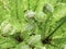 Fiddlehead ferns growing