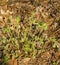 Fiddlehead Ferns - Matteuccia struthiopteris