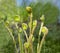 Fiddlehead Ferns in Spring