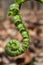 Fiddlehead macro