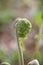 Fiddlehead Transformation into Fern