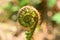 Fiddlehead of a young fern plant
