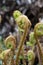 Fiddleheads emerging and unfurling in spring