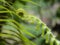 Fiddleheads Fern or Fiddleheads Green, Spiral Leaf beautiful for background
