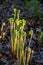 Fiddleheads Ferns Taking a Sunbath in Late Spring