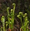 Fiddleheads In Forest