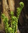 Fiddleheads Forest