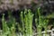 Fiddleheads - young ferns