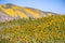 Fiddleneck Amsinckia wildflowers blooming in Carrizo Plain National Monument, mountain covered in wildflowers visible in the