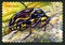 Fiddler Beetle Australian Postage Stamp
