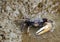 Fiddler crab