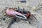 Fiddler Crab