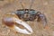 Fiddler crab