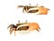 Fiddler crab with big claw isolated