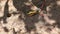 Fiddler Crab in mangrove forest, taken on sunny day, high-angle shot of camera