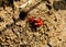Fiddler crab out from burrow