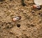 Fiddler Crab walking in mangrove forest at Phuket beach, Thailand