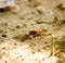 Fiddler Crab walking in mangrove forest at Phuket beach, Thailand