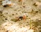 Fiddler Crab walking in mangrove forest at Phuket beach, Thailand