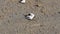 Fiddler crab walking on sandy beach and eating