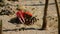 fiddler crabs foraging and sipping minerals on the muddy tidal flat