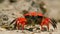 fiddler crabs foraging and sipping minerals on the muddy tidal flat